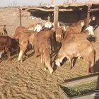 للبيع طليان سواكن
