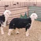 خرفان صنف معرفات