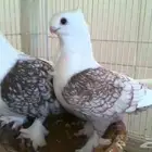 مطلوب حب رمان