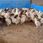 صيصان بلدي محصنه كامله السعر 3  الموقع محايل عسير