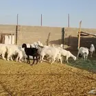 القصيم