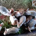 ارنب بلدي أنثى و ذكور