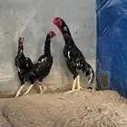 دجاج الاماني دم هزاز  وشامو يابني فروخ