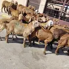 طليان سواكني جذعان