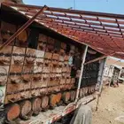 نحل للبيع بعربياته مع عربية العزبه