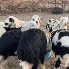 خرفان نجد للبيع