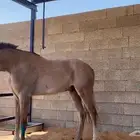 حصان للبيع