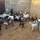 معزاء للبيع كفو مشروطه ولد