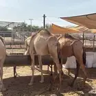 قعود صوماليه تربيه وجديد أسعار جمله