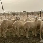 طليان