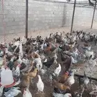 دجاج للبيع