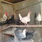 دجاج فيومي وبلدي للبيع