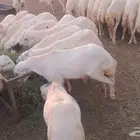 كباشه رفيدي للبيع جمله وتفريد