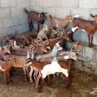 ماعز جنوبي بلدي