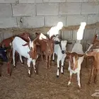 ماعز جنوبي بلدي