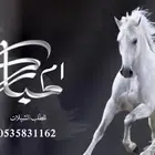منشد شيلات