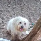 كلب الي يبيه يجي ياخذه