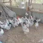 دجاج فيومي المنيوم