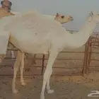 بكره تماميه كفو