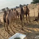 قعدان فل شحم برسيم شعير