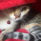 قطة للتبني