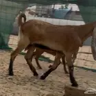 عنز حجازية متبع بجفره فاخره