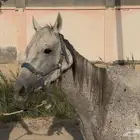 فرس شعبيه