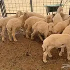 للبيع بهم الموقع عقلةالصقور