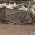 حريات البيع