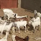 50 ماعز يتبعها 4 بهم والحد 50 الف ريال