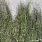 مرخ