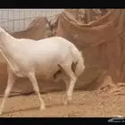 اعرض لكم فحل رفيدي أصمع طيب مشروط ضراب ومالطية