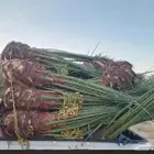 نخل للبيع القصيم