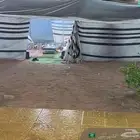 بيت شعر للبيع الطول 11   6 وبيه شراع ضد الماء البيت نضيف