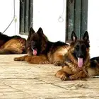 أنثى جرمن شبرت عمر سنة و نصف