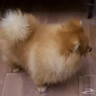 كلب للبيع برمربنات