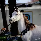 للبيع مهر عربي السعر لاعلى سوم
