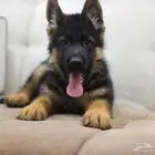 اقوي جيرمن شورت هير بالبيديجري اولاد داكس