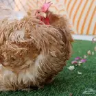 يتوفر اطقم كوشن مفتل انتاج (خارجي) و براهمه كولنبي بيور انتا