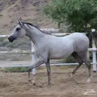فرس شعبيه للبيع