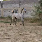 مهر شعبي للبيع