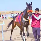 حصان انقليزي بطل