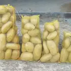 بطاطس وادي الدواسر أربعه احجام