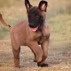 كلاب مالينو