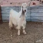 تيس اصفر بياضي