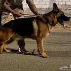 ذكر جيرمن مستوى بطل