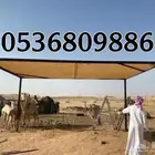 مظلات الابل او مظلات الحلال