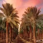 نخل طبيعي