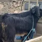 تيس فحل