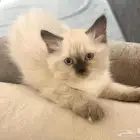 قطط هملايا بلو راغدول مكس هملايا هملايا